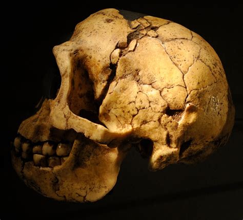 Homo floresiensis is a species of dwarf human discovered at the liang bua cave on the indonesian island of flores in 2003 (brown et al. De eerste mensen - GeoGraphixs