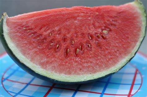 Spoiled Water Melon Creative Commons Bilder