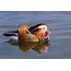 Mandarin Duck Bird Ducks 38 Wallpapers HD / Desktop And Mobile 