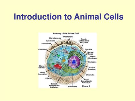 Ppt Introduction To Animal Cells Powerpoint Presentation Free