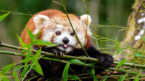 Download Wallpaper 1600x900 Red Panda Panda Protruding Tongue Cute Funny Bamboo Twigs