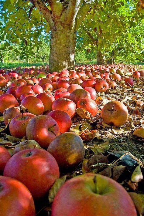 Sign in | Apple harvest, Harvest, Fall harvest