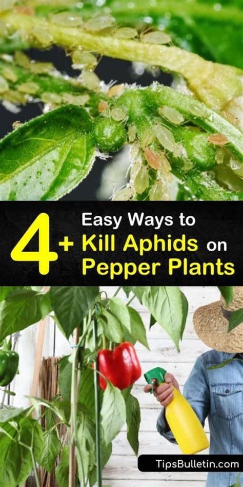 Sweet peppers are tropical and will grow quickly in warm soil of the june garden plot. 4+ Easy Ways to Kill Aphids on Pepper Plants in 2020 ...