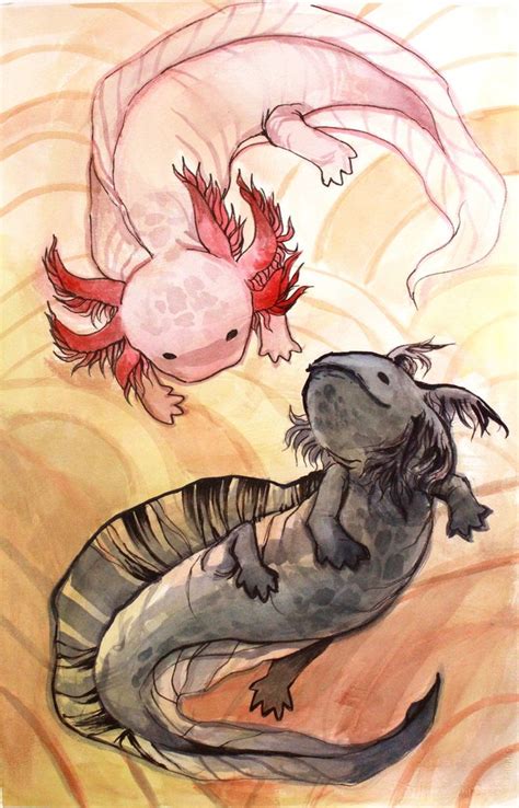 Axolotls By C On Deviantart Halliekatharine