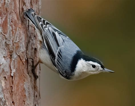 Types Of Nuthatches In Alberta 2 Species Bird Watching Hq