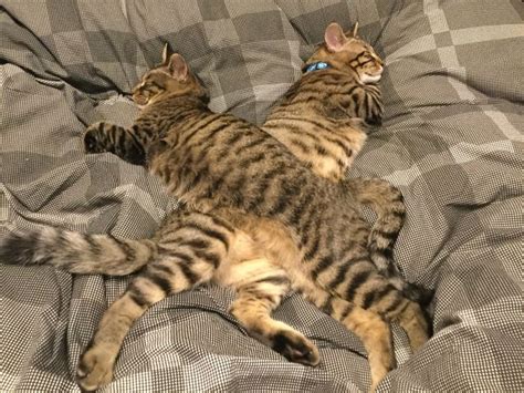 12 Cute Photos Of Cats Napping Together In Weird Positions Viral Cats