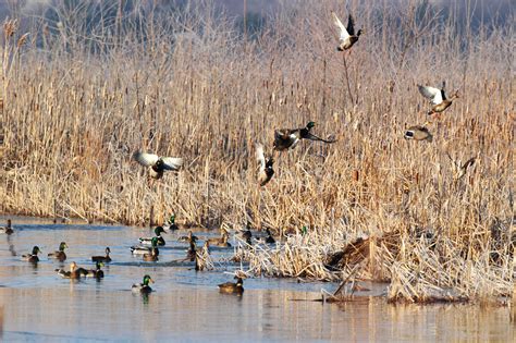 Give A Little To Big Horn Chapter Of Ducks Unlimited Montana Hunting