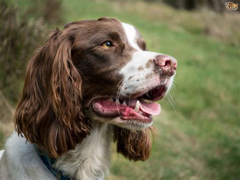 Which Breed Of Spaniel Would Suit Your Lifestyle Best Pets4homes