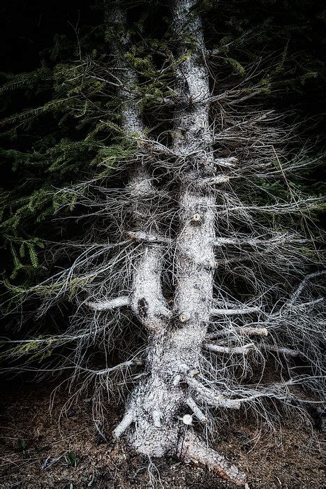 Eerie Tree In Dark Forest Greeting Card By Matthias Hauser