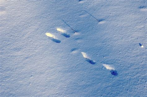 Northland Nature: Cottontails bound over snow - Duluth News Tribune
