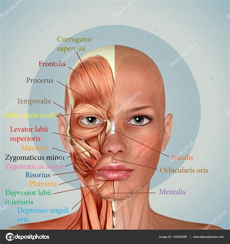 Regioes Da Face Anatomia
