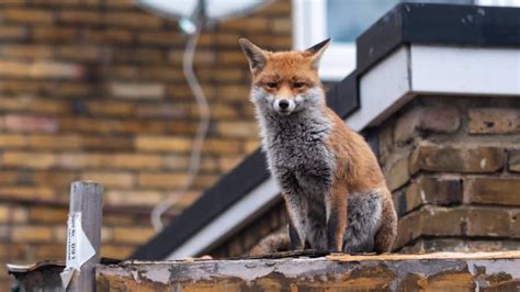 Sometimes foxes are blamed for damage they did not cause, such as when they are spotted eating from spilled trash when neighborhood dogs or other animals were responsible for the overturned trashcan. What Do Foxes Eat? What Do Foxes Prey On? the Full List!