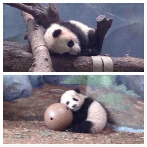 Baby Pandas At The Atlanta Zoo🐼 Atlanta Zoo Baby Panda Panda Bear