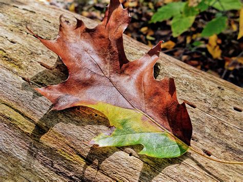 Oak Leaf In Fall Photograph By Francis Sullivan