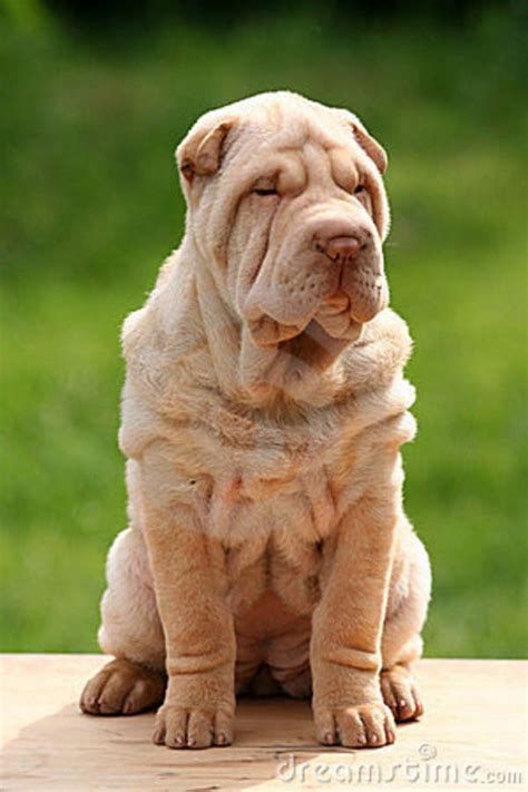 Cute Sharpei Dog Sitting Pet Dogs Puppies Cute Puppies Cute Dogs