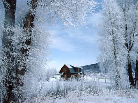 Wallpaper Landscape Forest Snow Ice Frost Freezing Tree