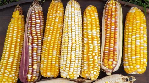 Steps To Saving Corn Seed Southern Exposure Seed Exchange