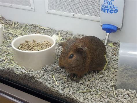 Our Trip To Petco Kids Beg For Guinea Pig And How To Save 20 On Your