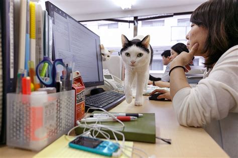 Japanese Company Adopts Nine Office Cats To Increase Workplace Productivity