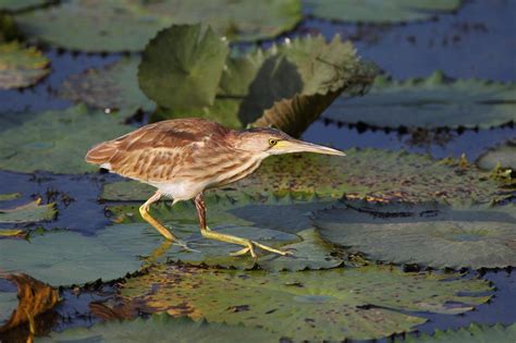 Yellow Bittern Singapore Birds Project