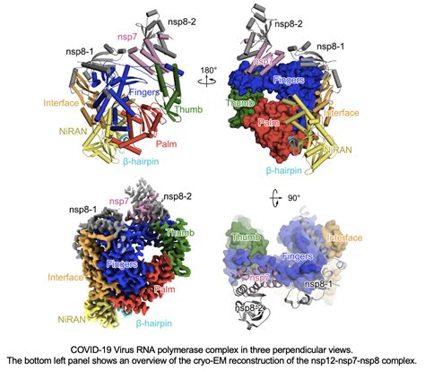 Siais Researchers Determine Structure Of Rna Dependent Rna Polymerase