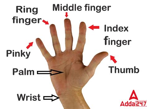 Fingers Names In English Check Hand Five Fingers Name