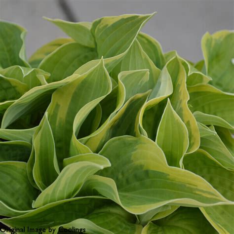 Hosta City Lights 3l Coolings Garden Centre