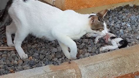 Mother Cat Whose Three Kittens Were Killed By Dogs Youtube