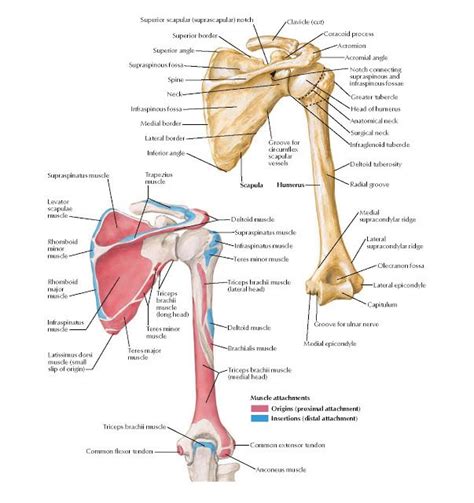 Humerus And Scapula Posterior Views Anatomy Superior Scapular