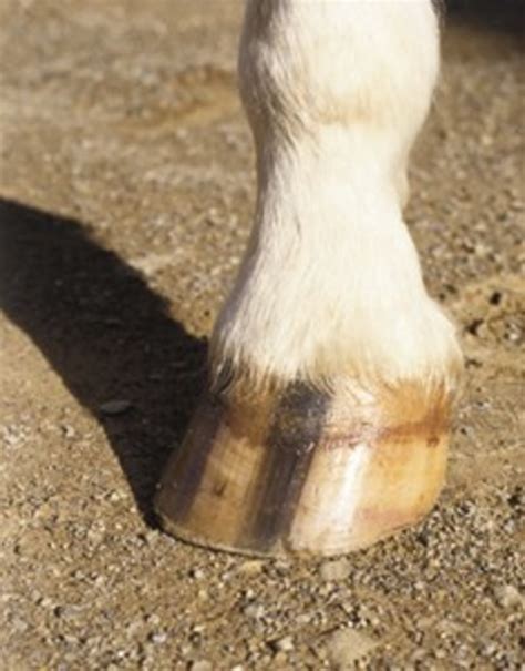 5 Things That Can Lead Repeated Hoof Abscesses The Horse Owners Resource