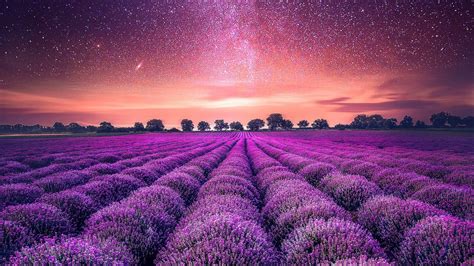 Download Wallpaper 1366x768 Lavender Field Starry Sky