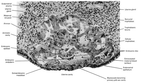 Atlas Of Human Embryos Figure 2 1