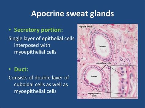 Anatomy And Physiology Of Sweat Glands Sebaceous