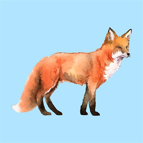 Hand Drawn Fox Watercolor Style Download Free Vectors Clipart