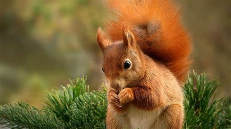 Squirrel Eating Nut For Full Hd Wallpaper Pxfuel
