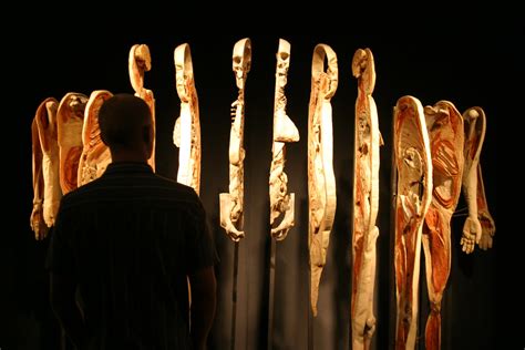 Body Worlds - Sliced Human | Museum goer views sliced, plast… | Flickr