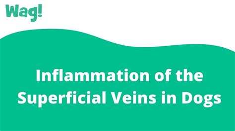 Inflammation Of The Superficial Veins In Dogs Wag Youtube