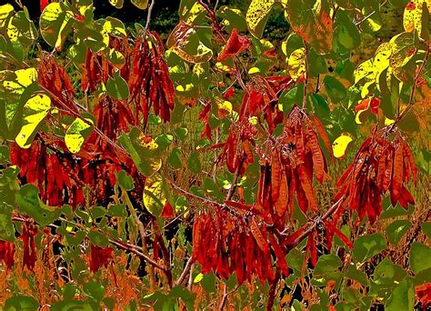 Western Redbud Fall Seed Pods Photograph By Scott L Holtslander Fine