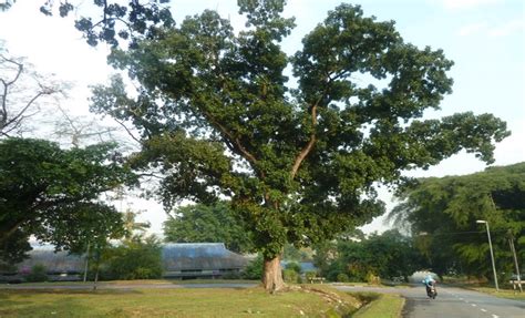 Kayu buah tunjuk langit dikelaskan di bawah kategori kayu balak bermutu tinggi. KHASIAT BUAH TUNJUK LANGIT (SKY FRUIT)/MAHOGANY ...