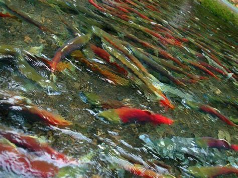 The Great Salmon Migration Salmon Migrations Greatful