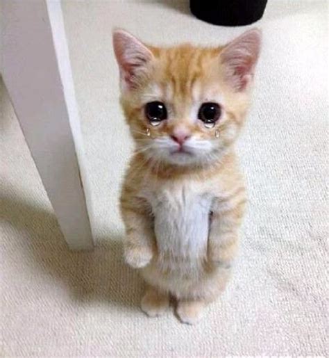 30 Hình ảnh Meme Mèo Khóc Thét Cực Kỳ Hài Hước Và độc đáo