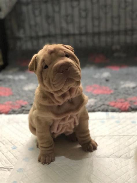 Kc Reg Shar Pei Puppies Available In Southport Merseyside Gumtree
