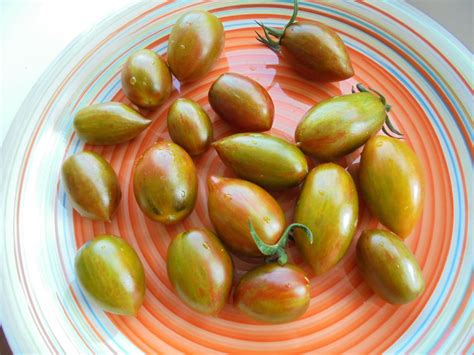 Brads Atomic Grape Tomato Seeds Heirloom Colorful Etsy Australia