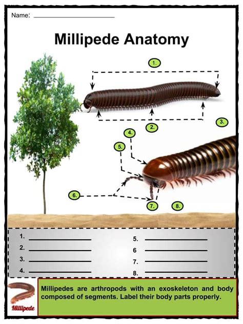 Millipede Facts Worksheets Habitat Anatomy And Life Cycle For Kids