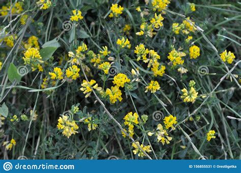 Alfalfa Bloom Yellow Medicago Falcata Stock Image Image Of Blooms
