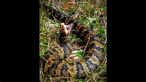 Nc Photographer Captures Rare Moment After Cottonmouth Shed Charlotte
