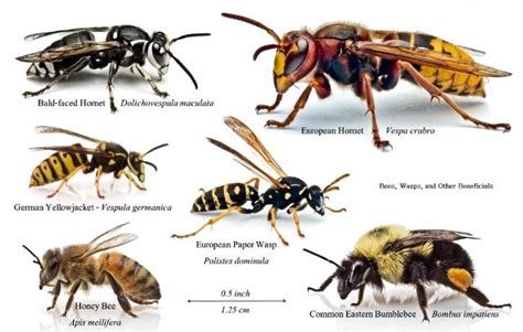 Bee Wasp Hornet Identification Chart