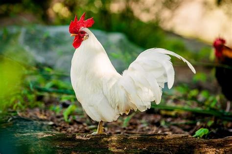 Sep 20, 2020 · the name leghorn comes from port livorno where it is thought this breed comes from. How Many Roosters Can I Have? The Golden Ratio Explained ...