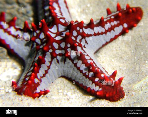 African Red Knobbed Starfish Protoreaster Linckii Asteroidea