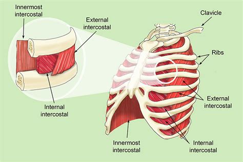 The intercostal muscles have different layers that are attached to the ribs to help build the chest wall and. The intercostal muscles allow ribs to move while breathing